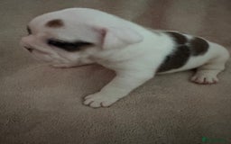 English Bulldog dogs for sale: KC Registered English Bulldog Puppies - Image 20