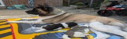 Akita dogs for sale: Pedigree mother, father pure breed. 1Female puppy  in Spalding - Advert 8
