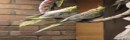 Cockatiels birds for sale: Young Cockatiels  - Advert 6