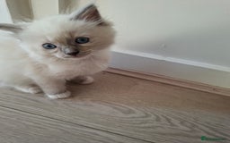 Ragdoll cats for sale: Stunning Ragdoll kittens  - Image 15