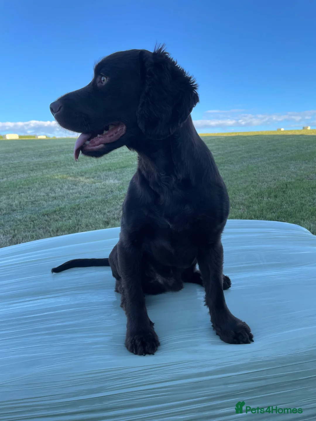 Cocker Spaniel dogs for stud: KC reg. proven working cocker spaniel - Advert 2