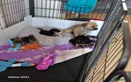 Border Terrier dogs for sale: Border terriers puppys - Image 2