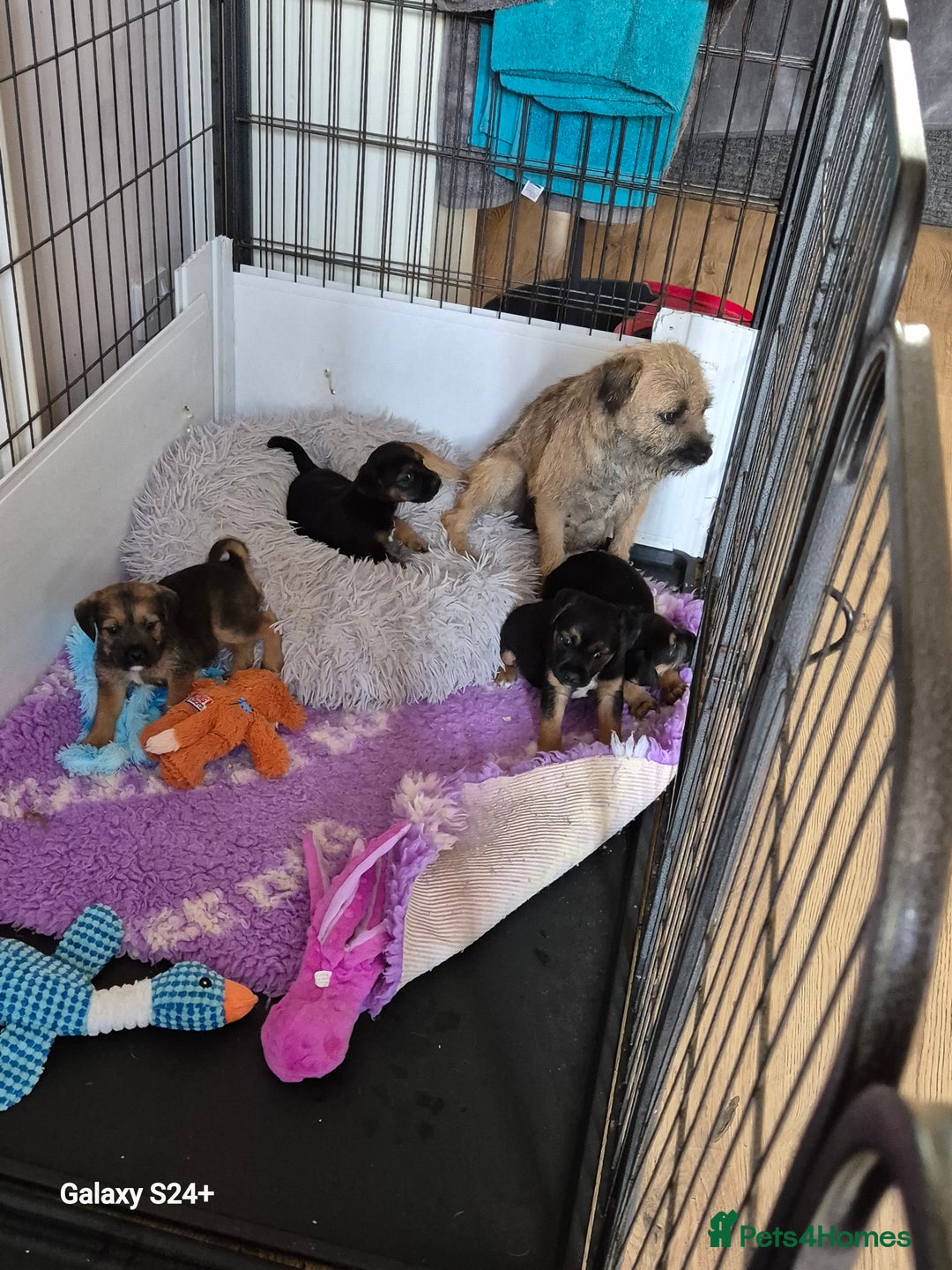 Border Terrier dogs for sale: Border terriers puppys - Image 2