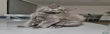 Maine Coon 2