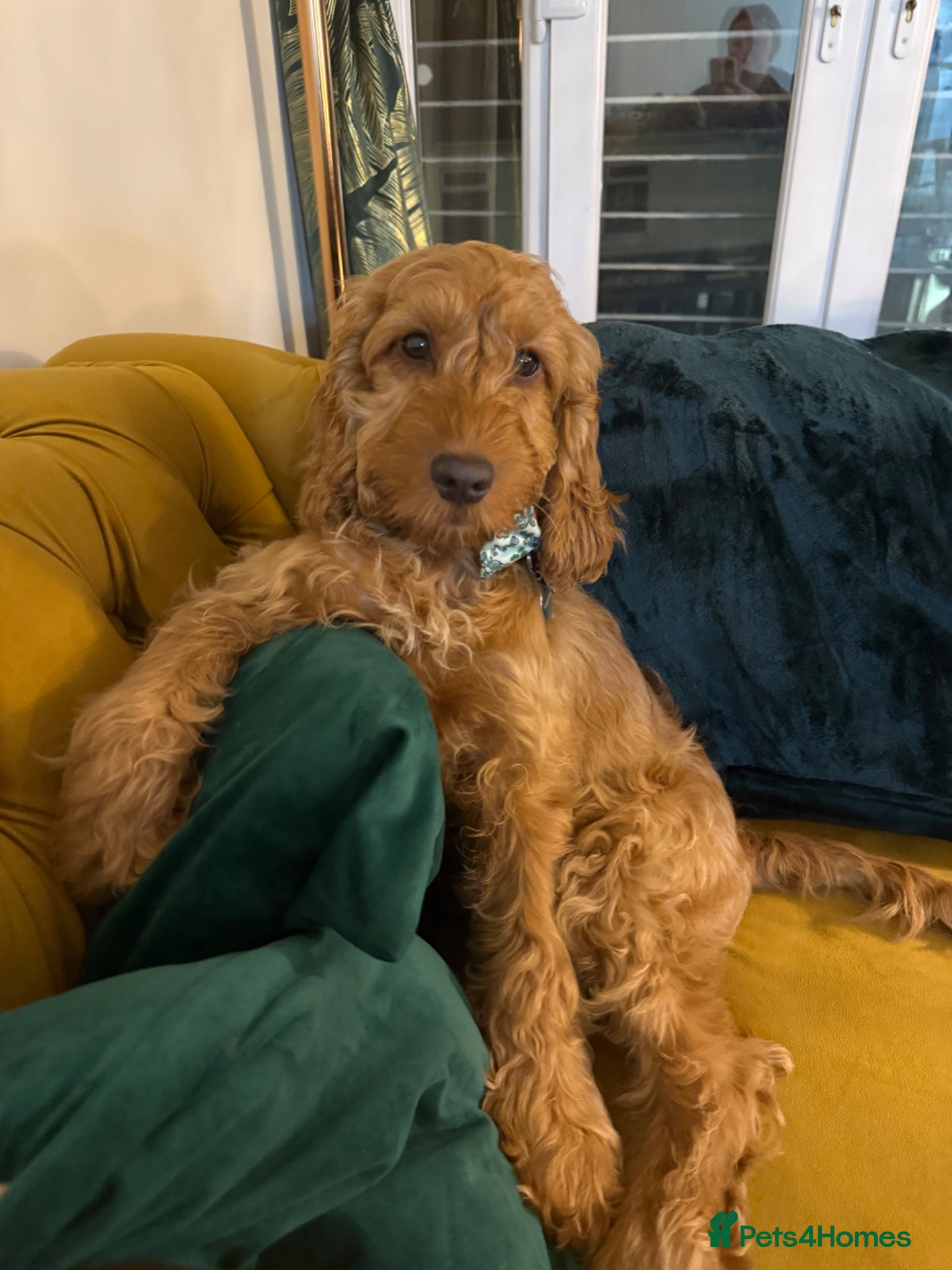 Cockapoo dogs Cockapoo Philip  - Advert 1