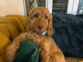 Cockapoo dogs Cockapoo Philip - Advert 13