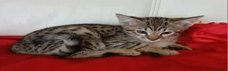 Savannah cats for sale: Highly spotted Savannah kittens  - Advert 6