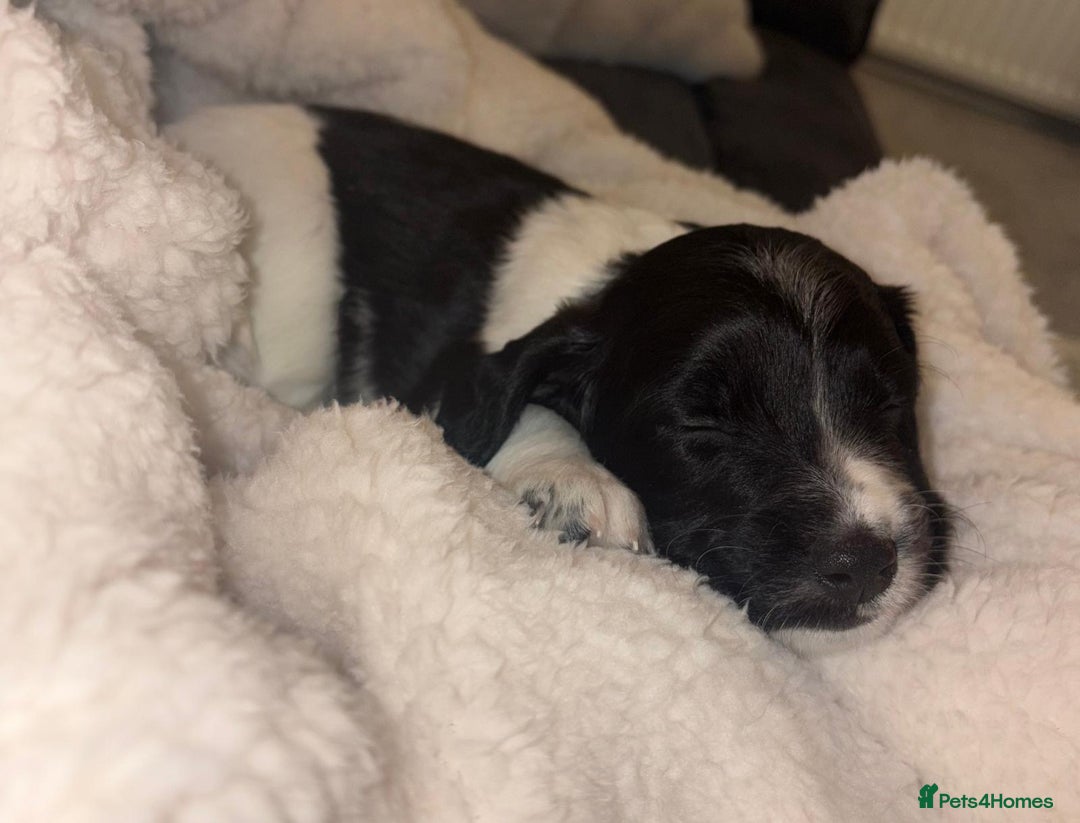 Sprollie dogs for sale: Sprollie  - Advert 19