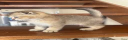 British Shorthair cats for sale: ADORABLE KITTENS  - Advert 5