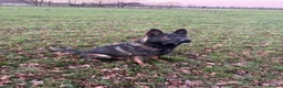 German Shepherd dogs for sale: Stunning health tested german shepherds  - Advert 6