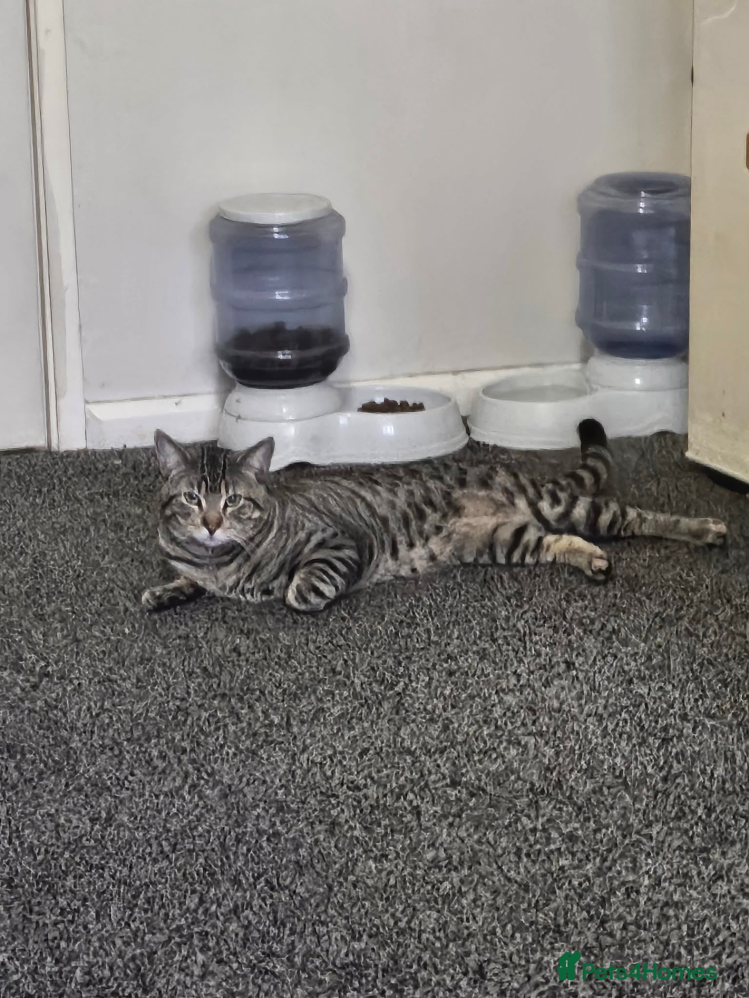 Mixed Breed cats Male cat 3 years old - Advert 1