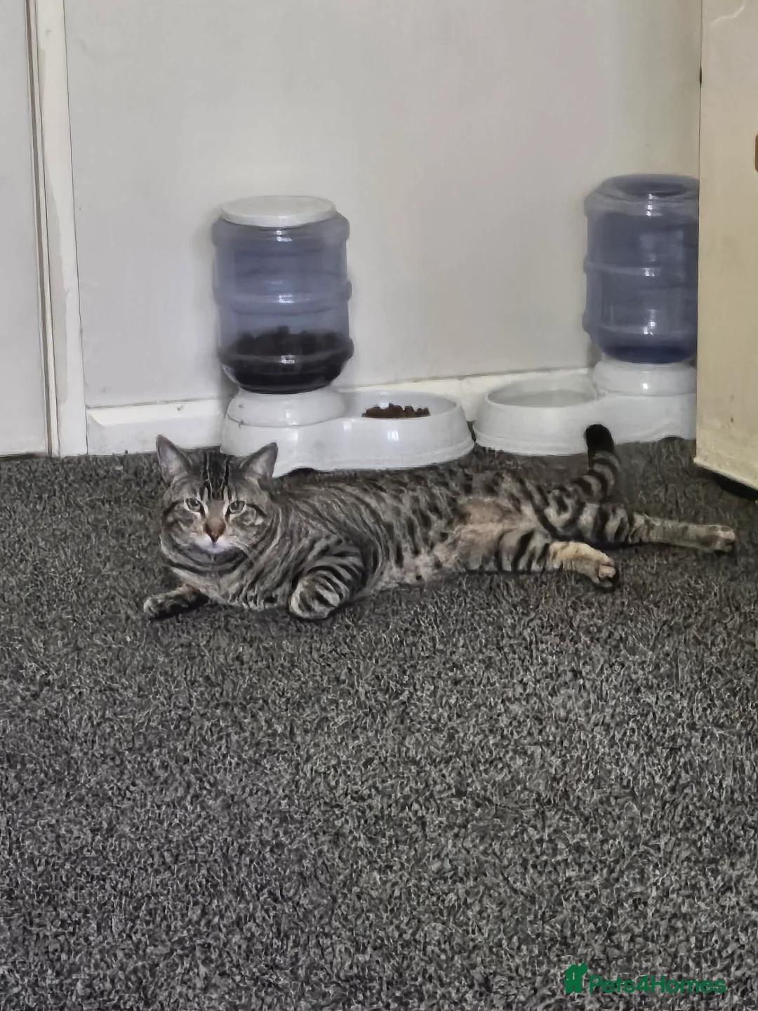 Mixed Breed cats for sale: Male cat 3 years old - Advert 1