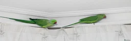 Parakeets birds for sale: Beautiful Indian Ringneck parakeet pair with cage. - Advert 3