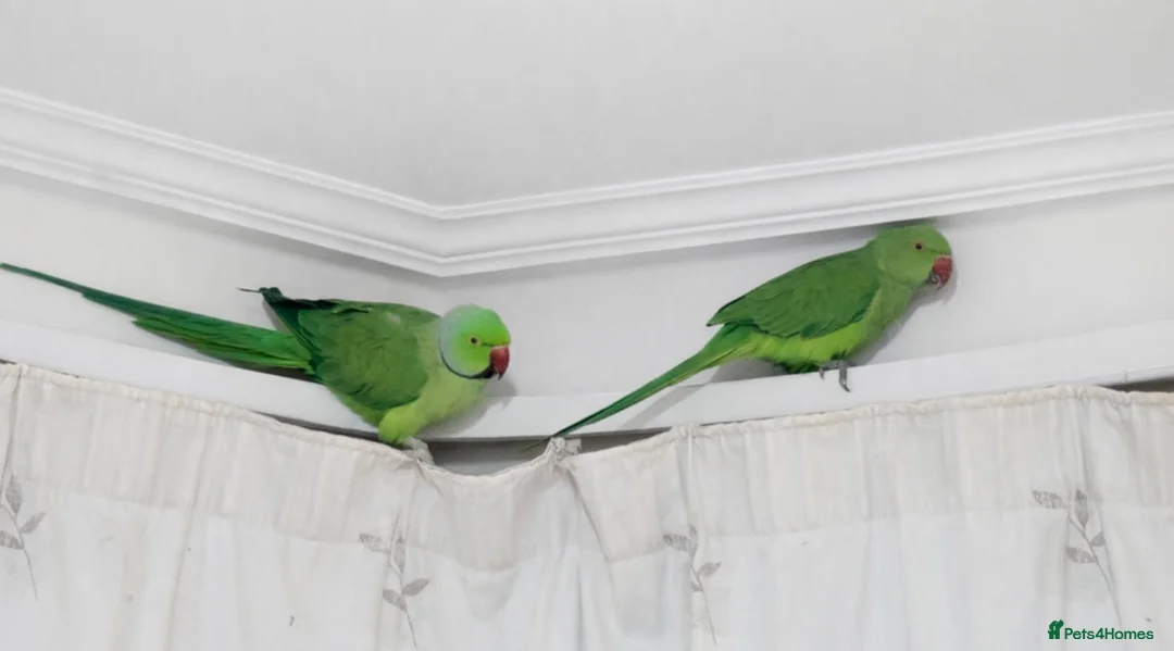 Parakeets birds for sale: Beautiful Indian Ringneck parakeet pair with cage. - Advert 3