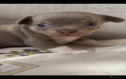 Chihuahua dogs for sale: Ready now ***Lilac girls - Image 19