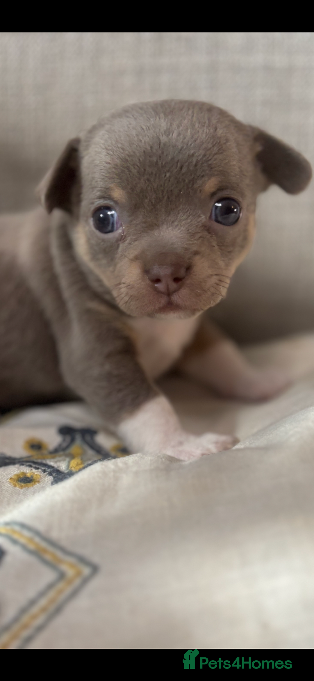 Chihuahua dogs for sale: Ready now ***Lilac girls - Image 19