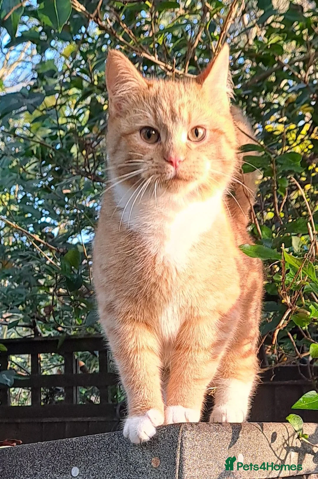 Mixed Breed cats for sale: Pretty Litter of Mixed Breed Kittens 🐱 - Advert 2