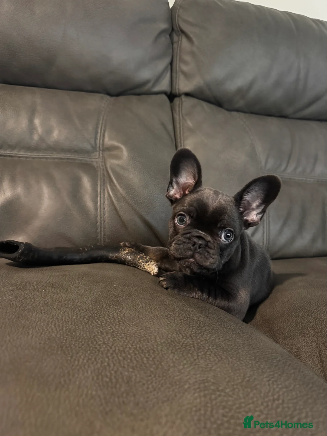 French Bulldog dogs for sale: French Bulldog Bitch - Advert 3