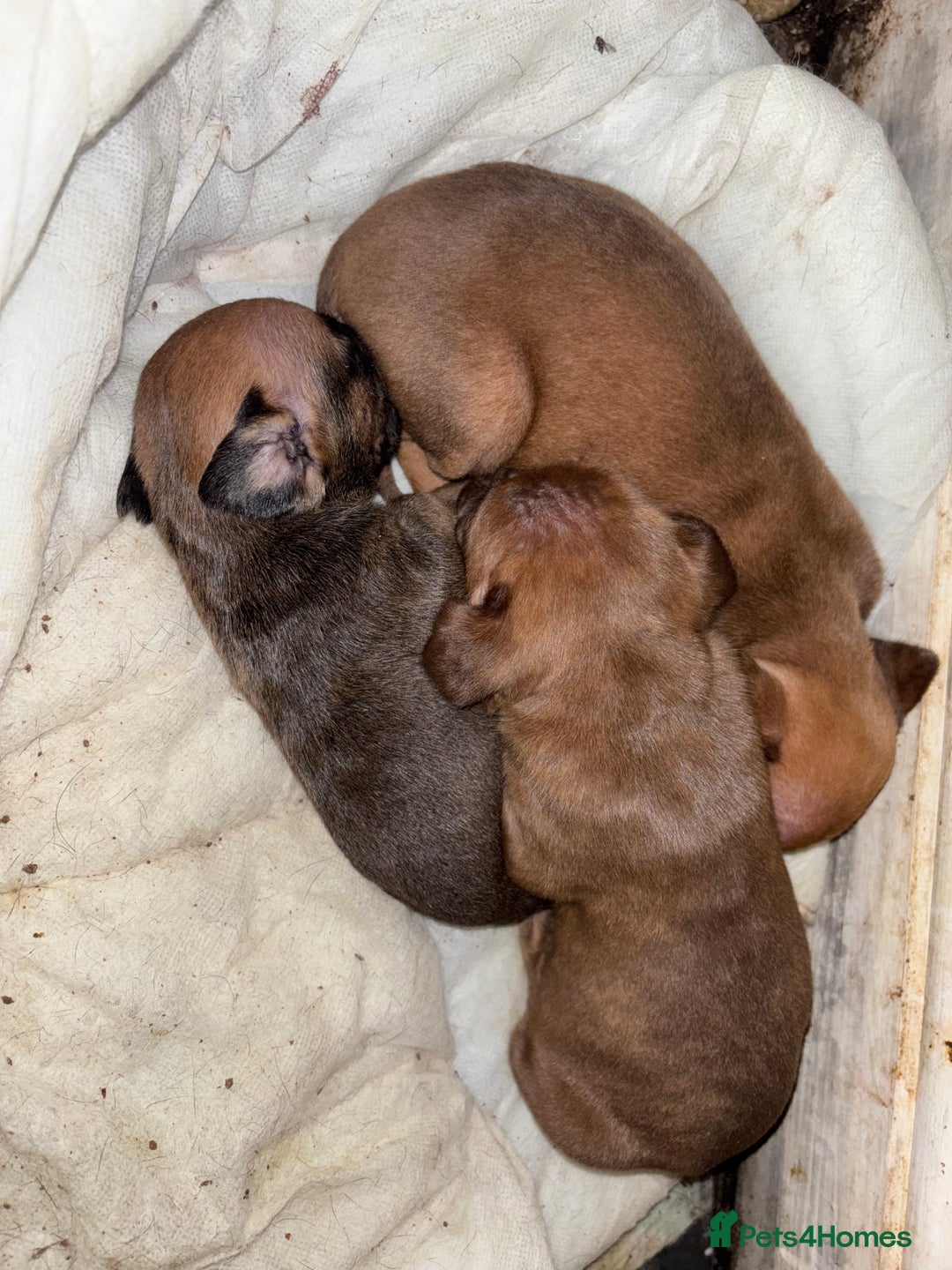 Mixed Breed dogs for sale: Cane Corso and Dogue de Bordeaux - Image 13