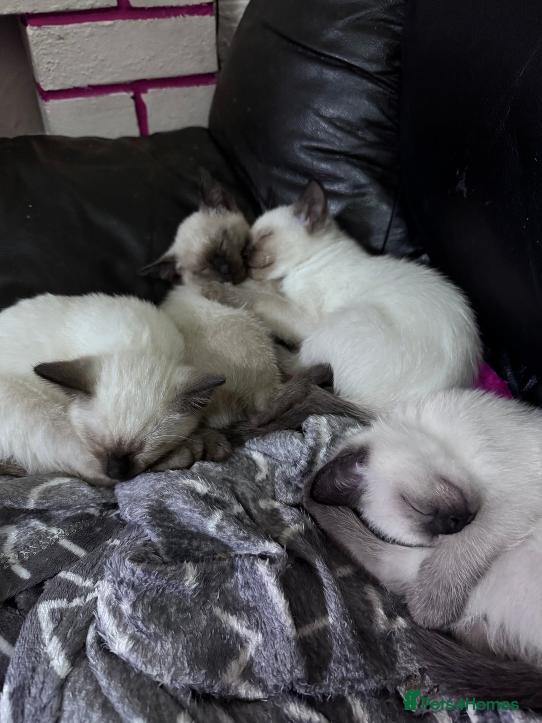 Siamese cats for sale: Siamese  - Advert 3