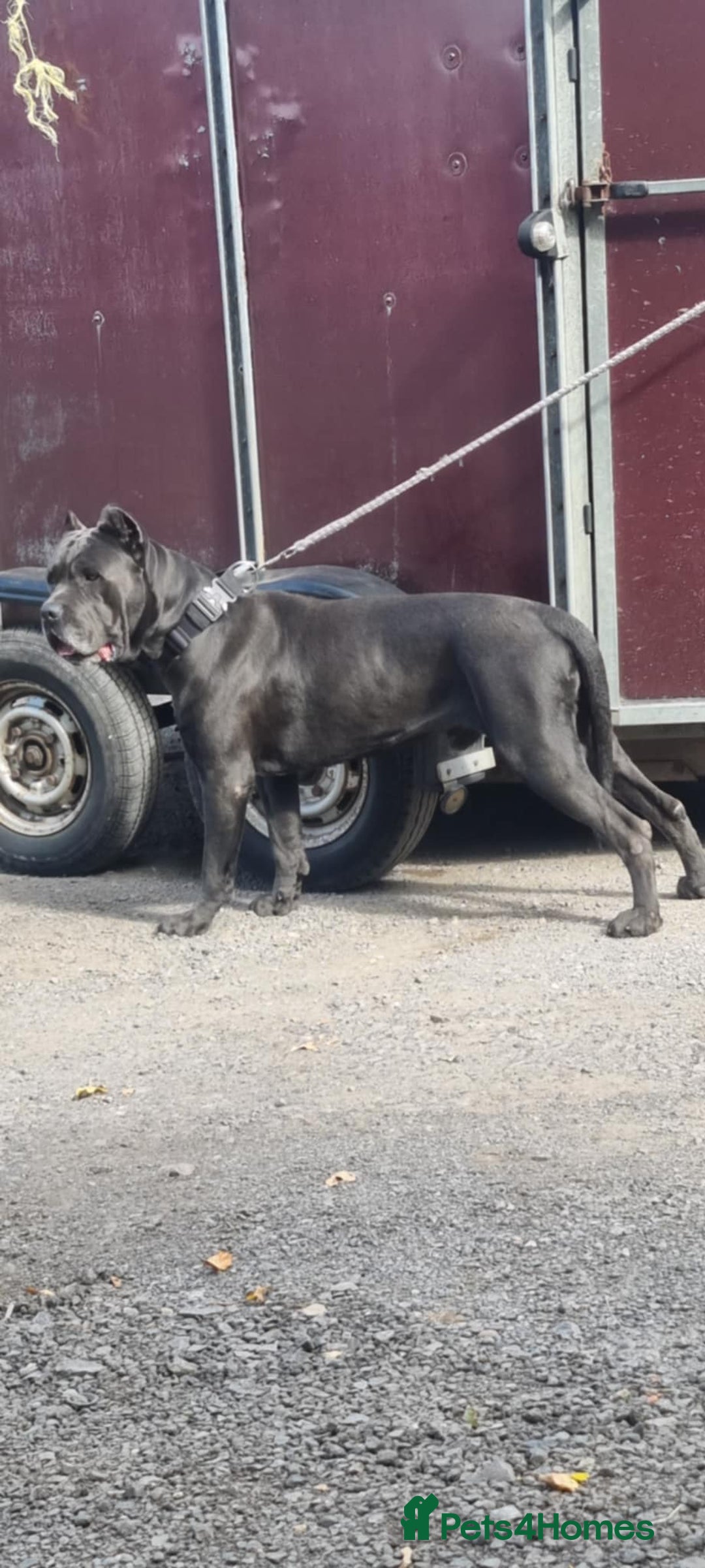 Mixed Breed dogs for sale: Stunning dogue de Bordeaux X cane corso - Image 12