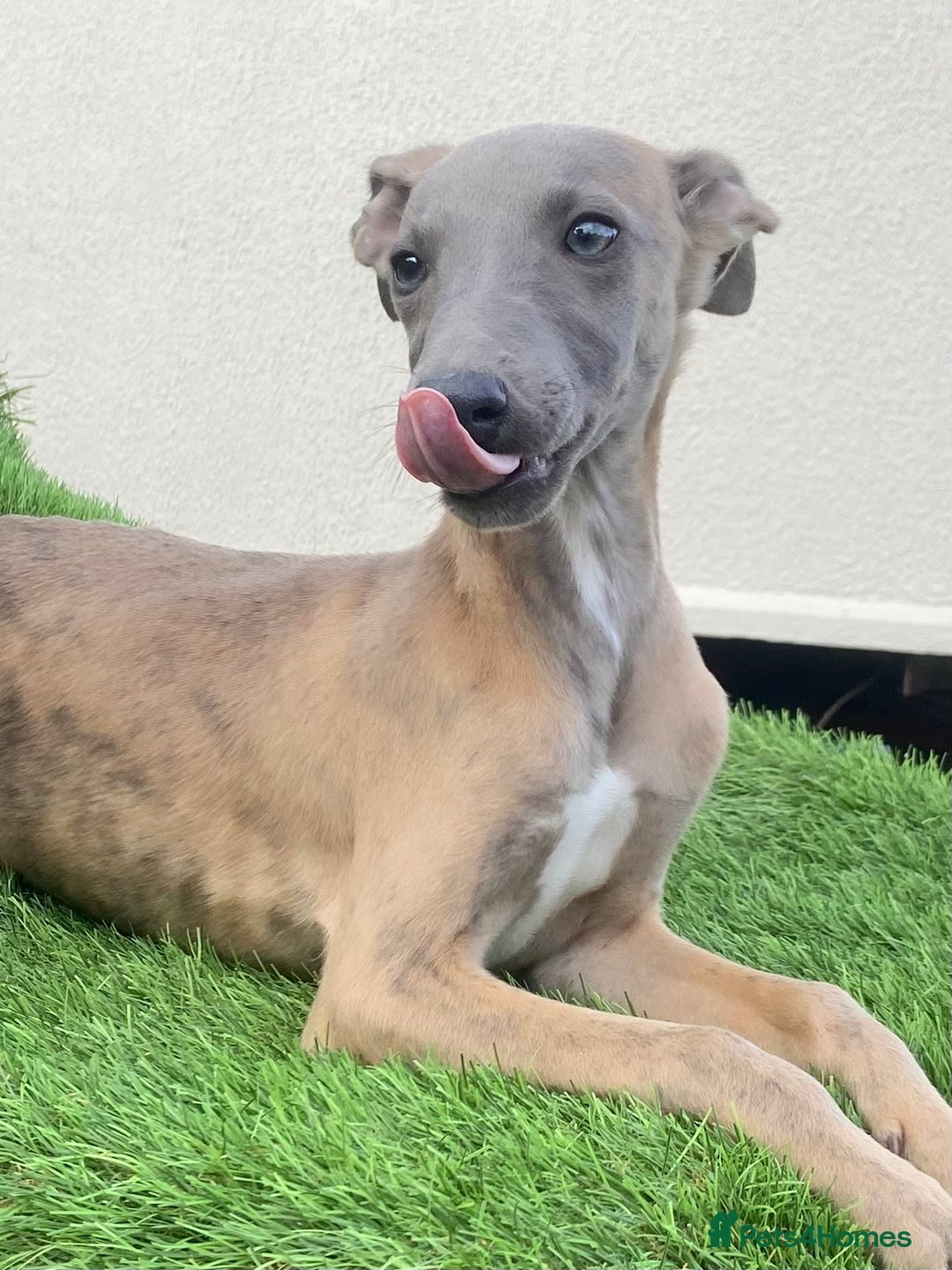Whippet dogs for sale: Kc whippet pups  - Image 16