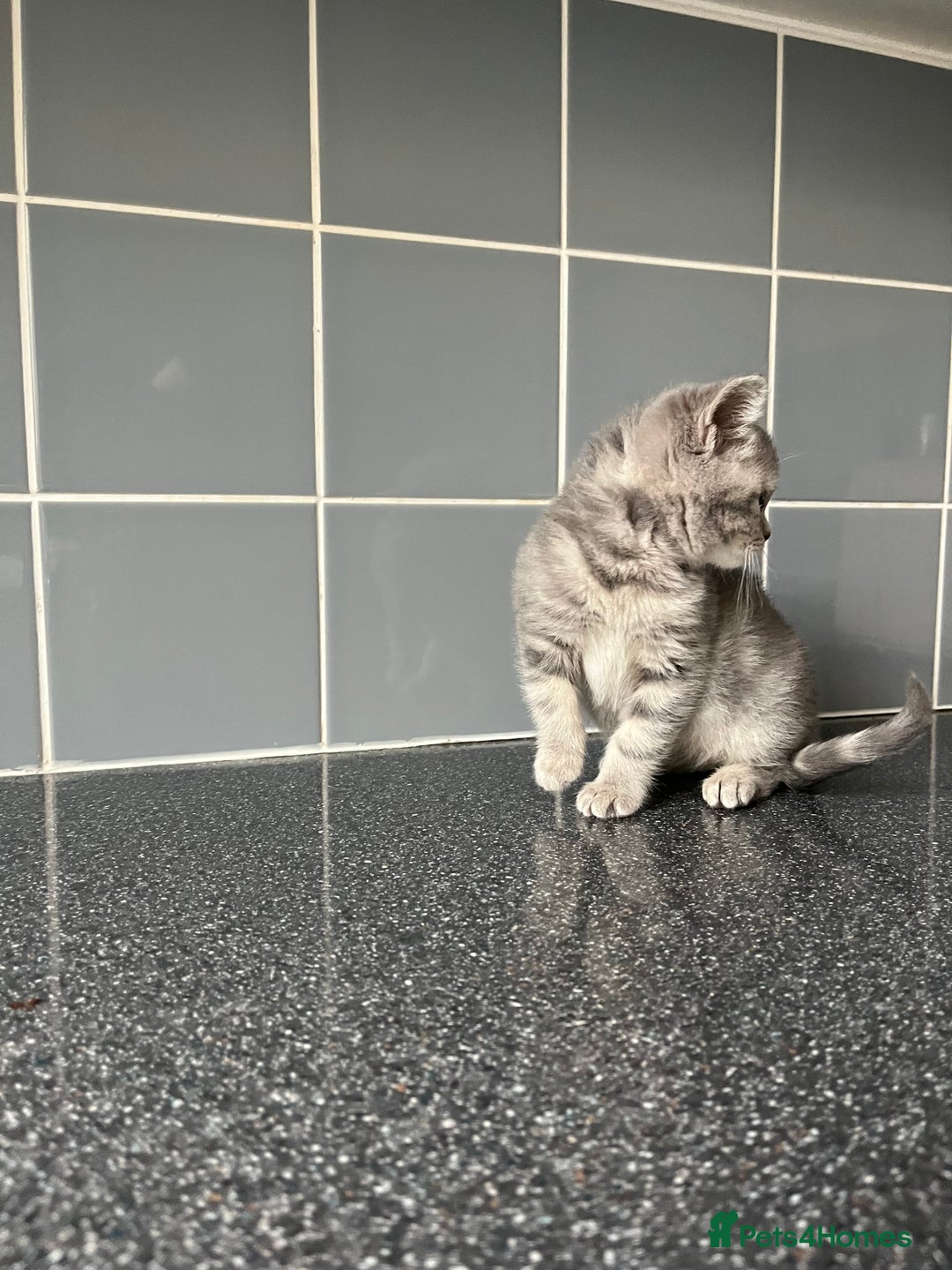 British Shorthair cats for sale: One male and one female remain - Advert 8