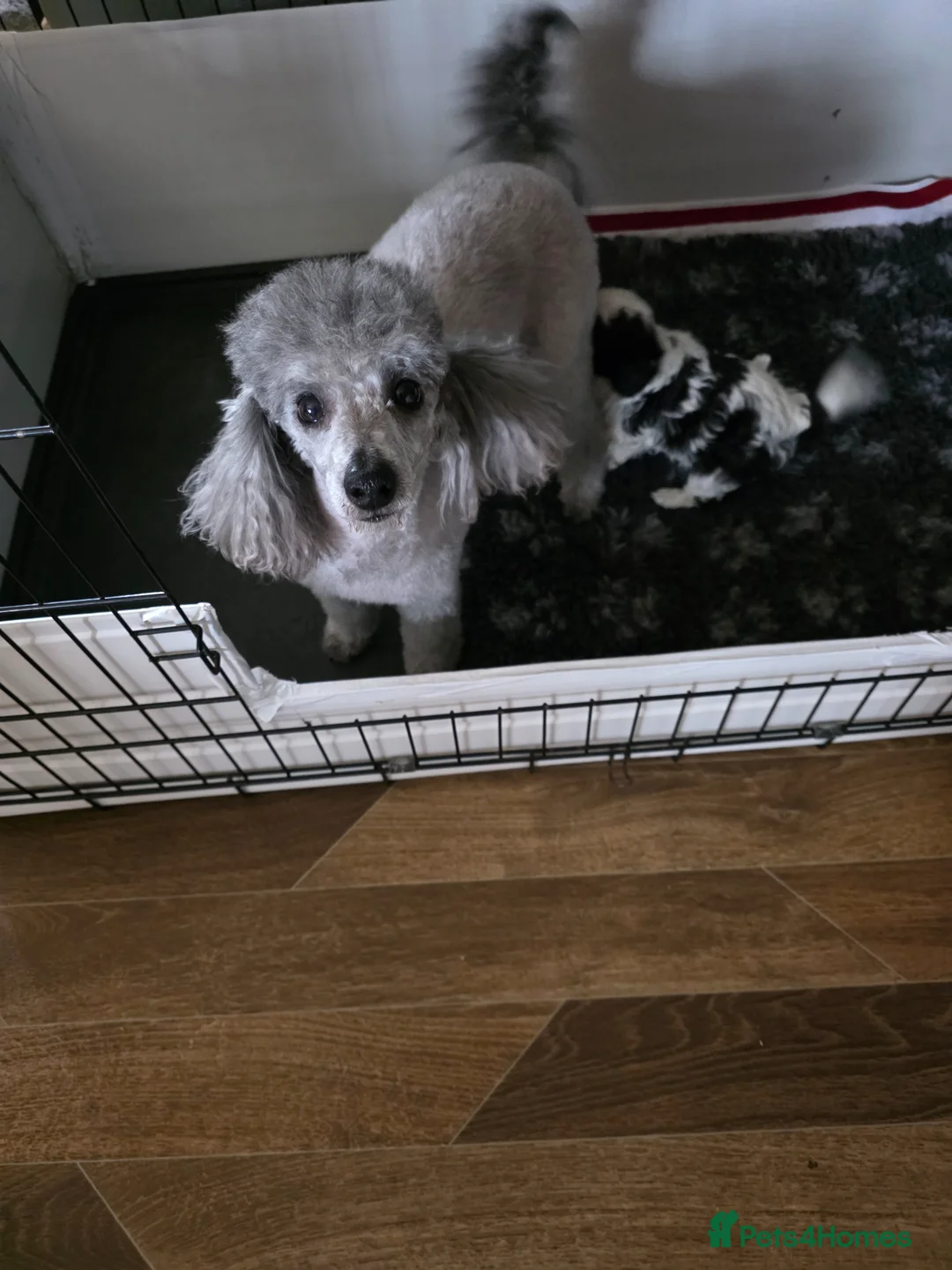 Cavapoo dogs for sale: 1 stunning boy F1 cavapoo  in Doncaster - Advert 1