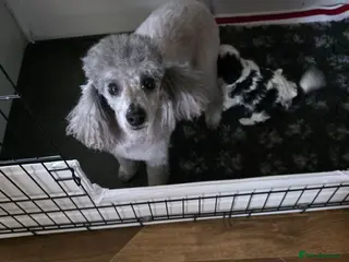 Cavapoo dogs 1 stunning boy F1 cavapoo - Advert 2