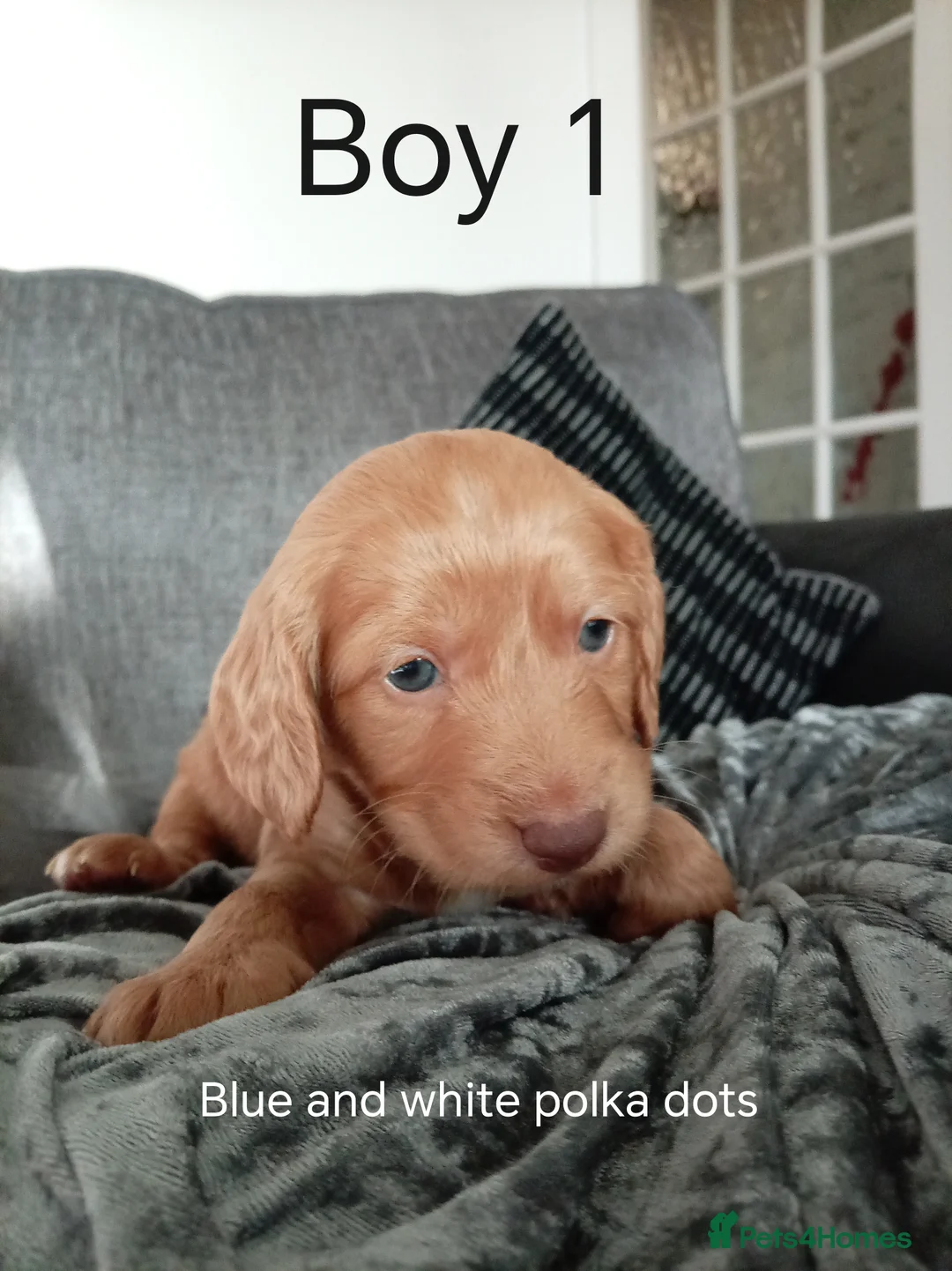 Cockapoo dogs for sale: 8 Beautiful Cockapoo Puppies - Advert 8