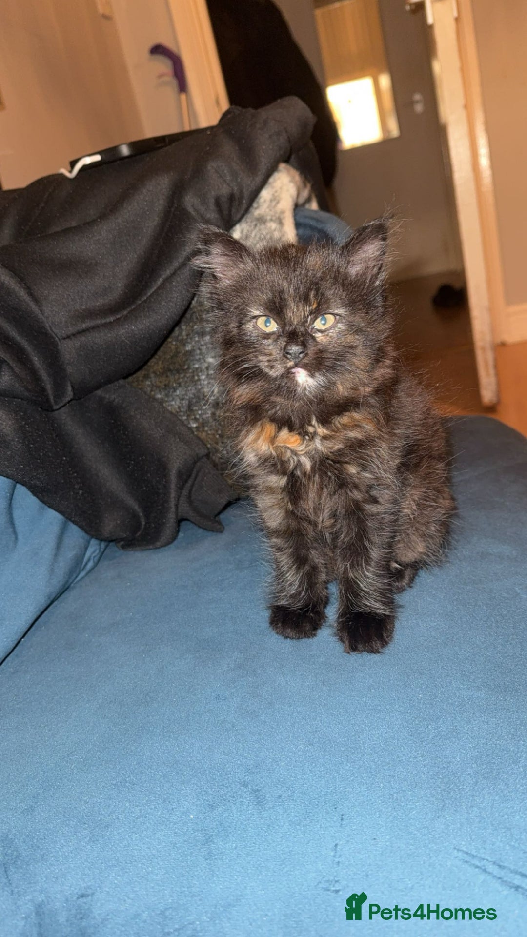 Mixed Breed cats for sale: Female fluffy/long hair kitten - Advert 1