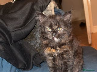 Mixed Breed cats Female fluffy/long hair kitten - Advert 2