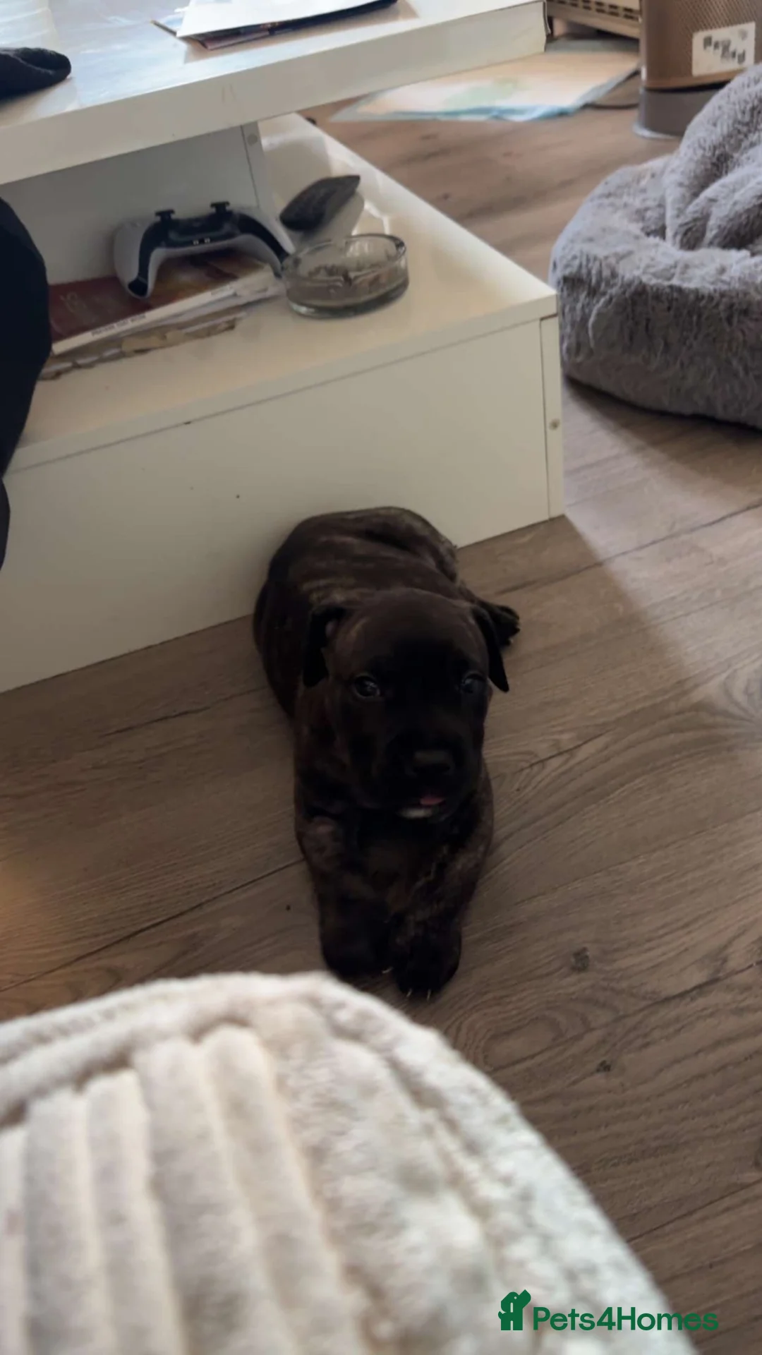 Presa Canario dogs for sale: Presa Canario  - Advert 14