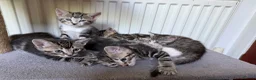 Mixed Breed cats for sale: Tabby Kittens For Sale - Advert 8