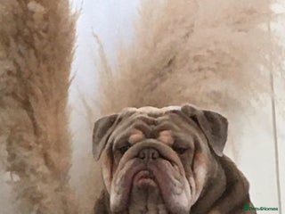 English Bulldog dogs in Saint Helens - Advert 16