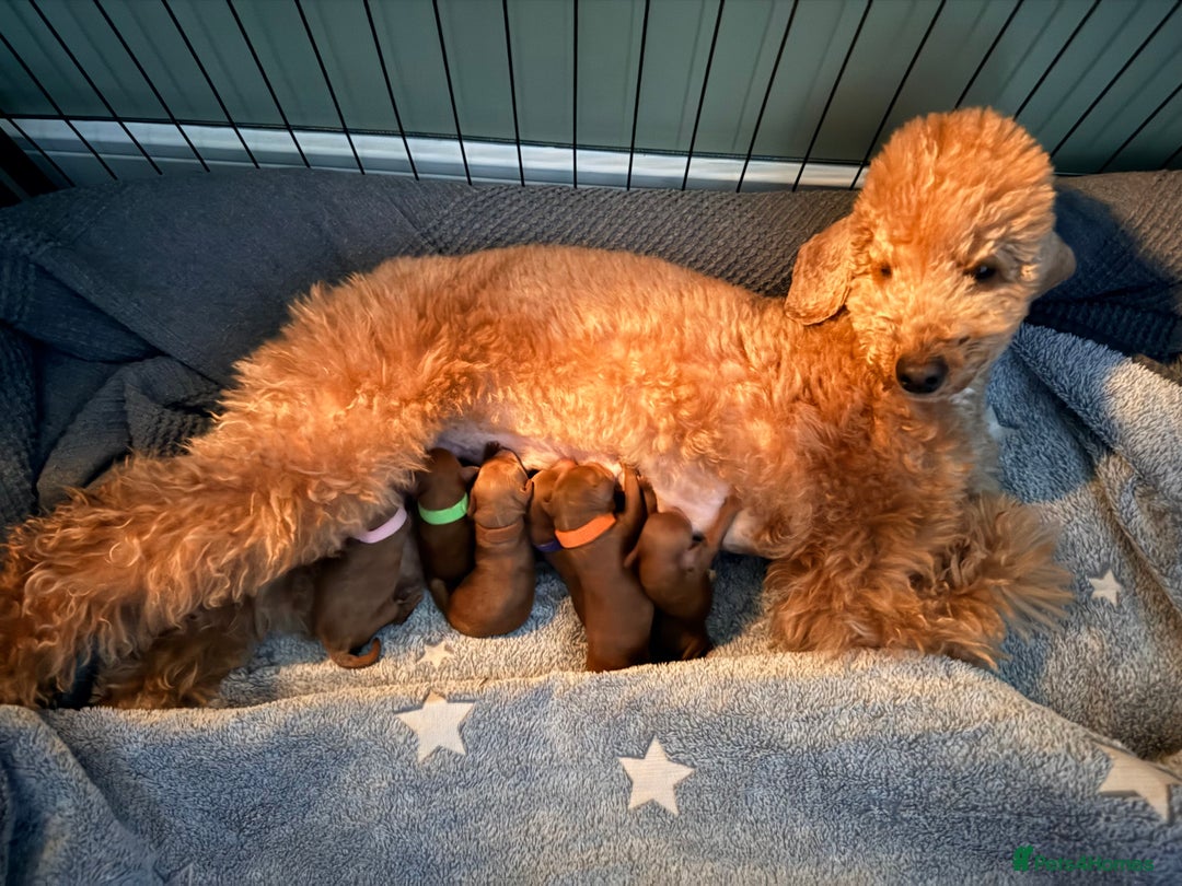 Toy Poodle dogs for sale: ❤️ Exceptional Asian Red Toy Poodle Puppies ❤️ - Advert 4