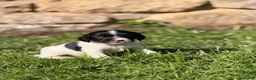 English Springer Spaniel dogs for sale: B/W PLAYFUL LITTER SPRINGER SPANIELS,HEALTH TESTED - Advert 14
