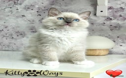 Ragdoll cats for sale: 🐾🩷*TICA REG* EU RAGDOLL KITTENS🌟 DNA CLEAR 🩵🐾 - Image 6