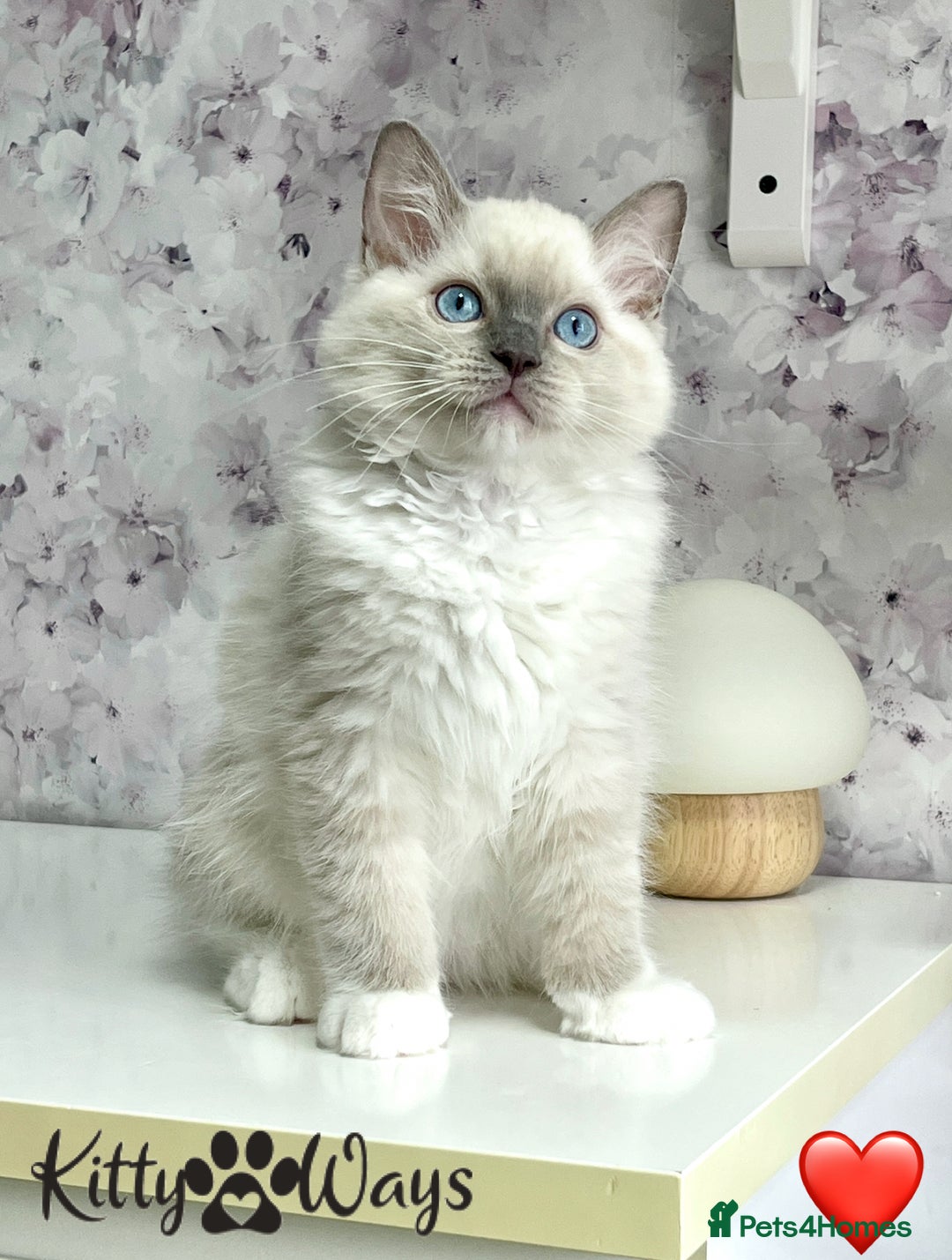 Ragdoll cats for sale: 🐾🩷*TICA REG* EU RAGDOLL KITTENS🌟 DNA CLEAR 🩵🐾 - Image 6