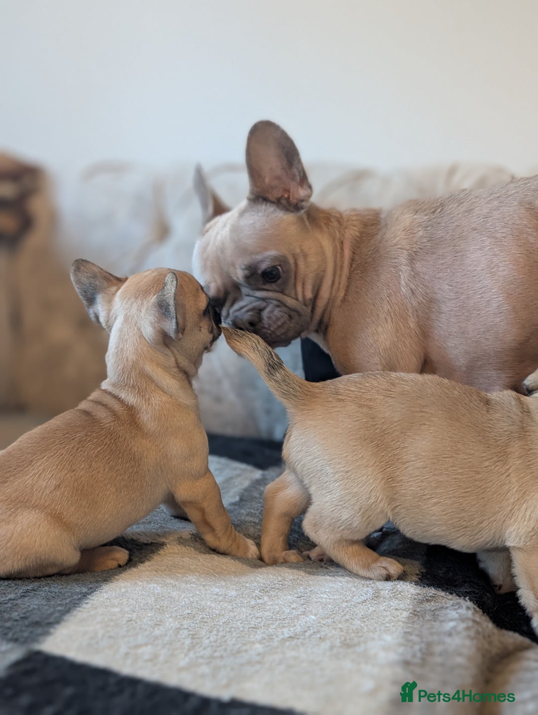 French Bulldog dogs for sale: French bulldog puppy's ready to go! - Advert 8