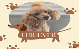 Cockapoo dogs for sale: Beautiful Cockapoo Puppies  - Image 4