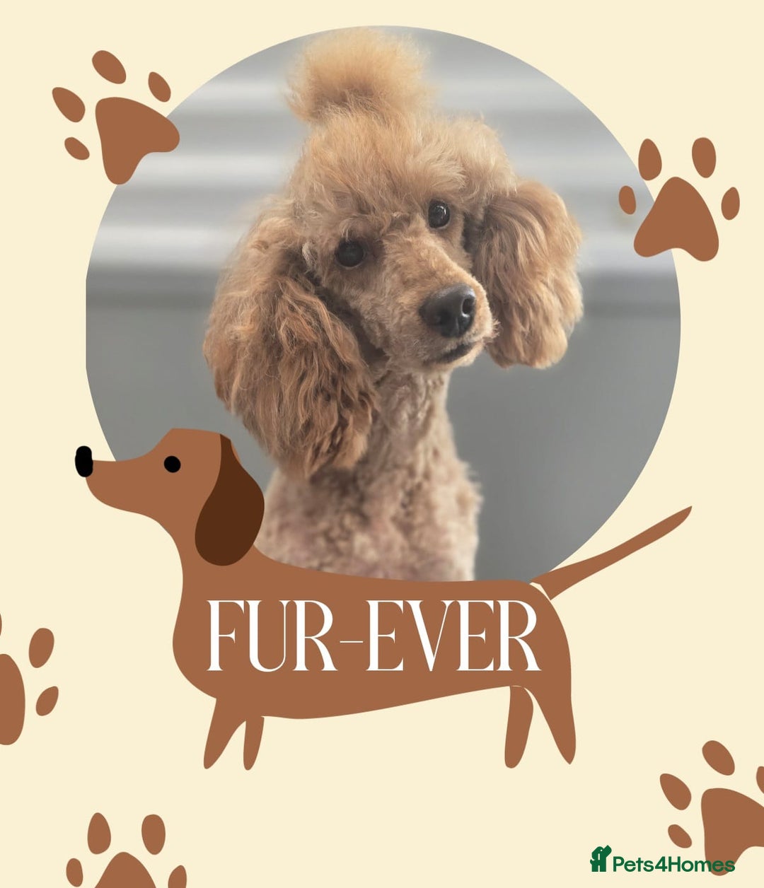 Cockapoo dogs for sale: Beautiful Cockapoo Puppies  - Image 4