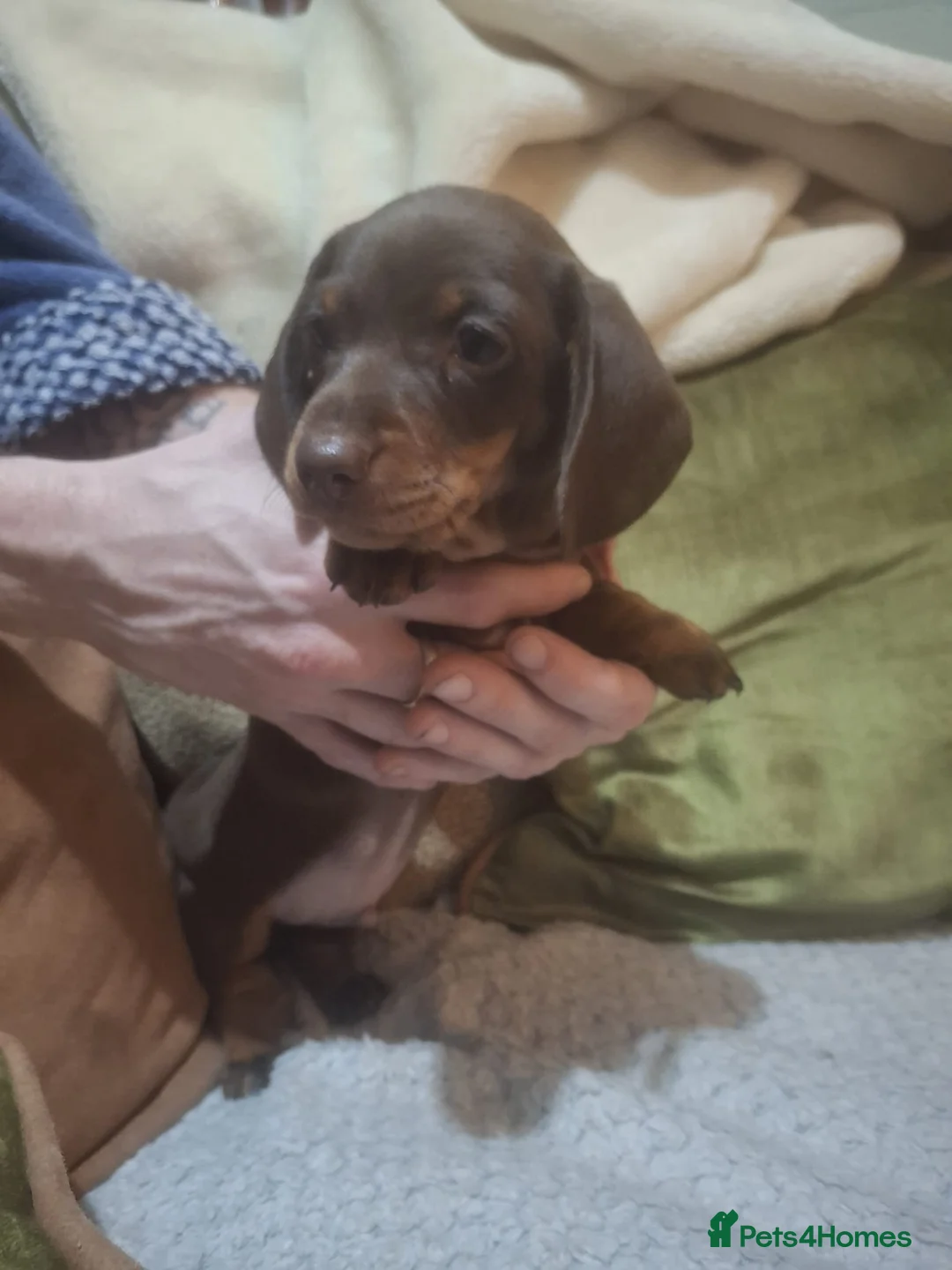 Miniature Dachshund dogs for sale:  3 chocolate and tan miniature dachshund pups  - Advert 8