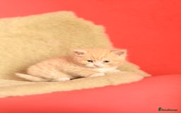 British Shorthair cats for sale: ⭐Rare Cream British Shorthair Boy ⭐  - Image 30