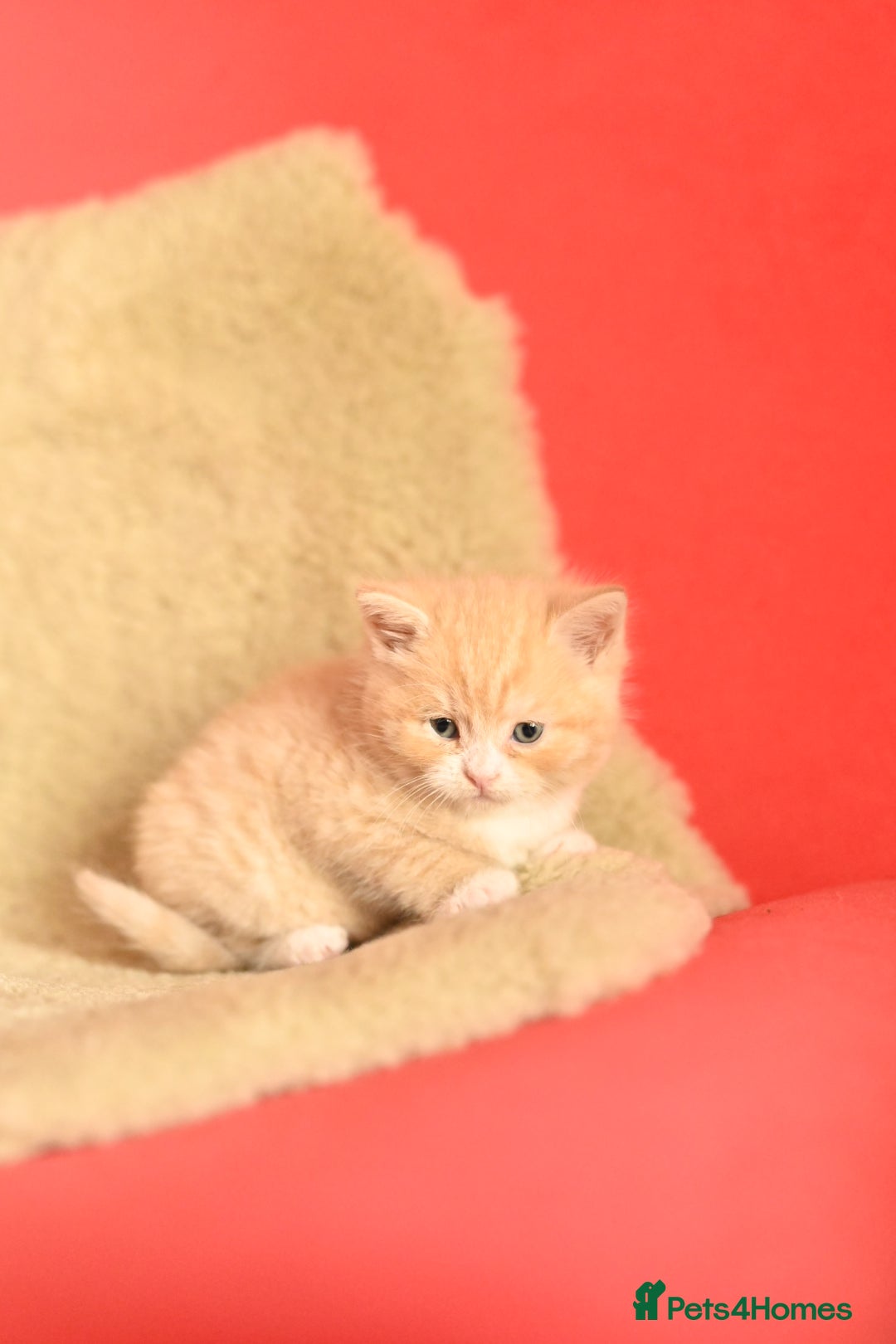British Shorthair cats for sale: ⭐Rare Cream British Shorthair Boy ⭐  - Image 30
