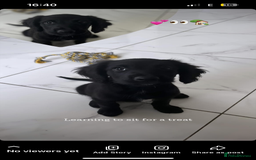 Mixed Breed dogs for sale: * Spangold Retrievers 2 beautiful boys left * - Image 6
