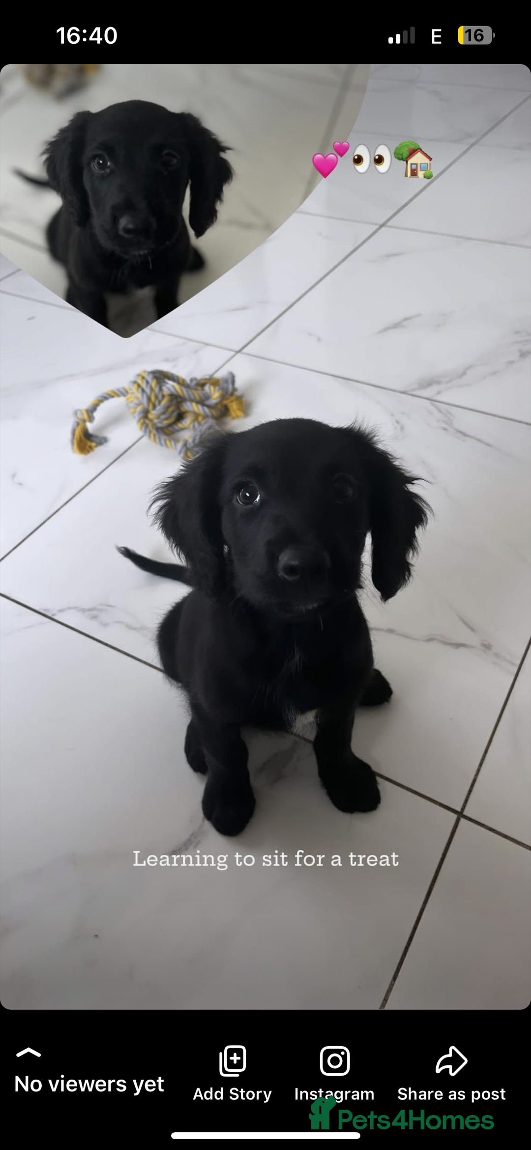 Mixed Breed dogs for sale: * Spangold Retrievers 2 beautiful boys left * - Image 6