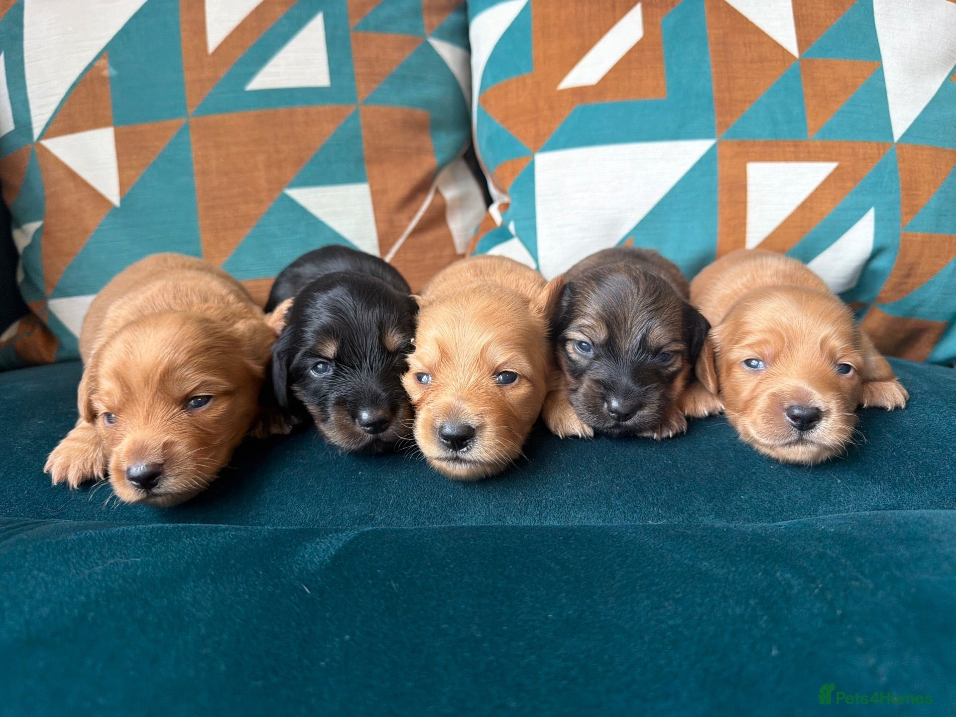 Dachshund dogs KC registered mini long hairs (1 boy left) - Advert 6