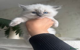 Ragdoll cats for sale: Beautiful Male Ragdolls – Champion Bloodlines - Image 5