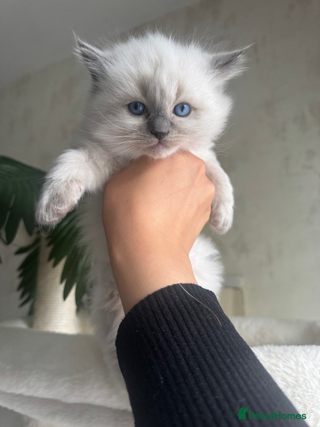 Ragdoll cats for sale: Beautiful Male Ragdolls – Champion Bloodlines - Image 5